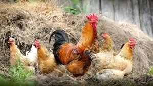 granja Lucia Vazquez